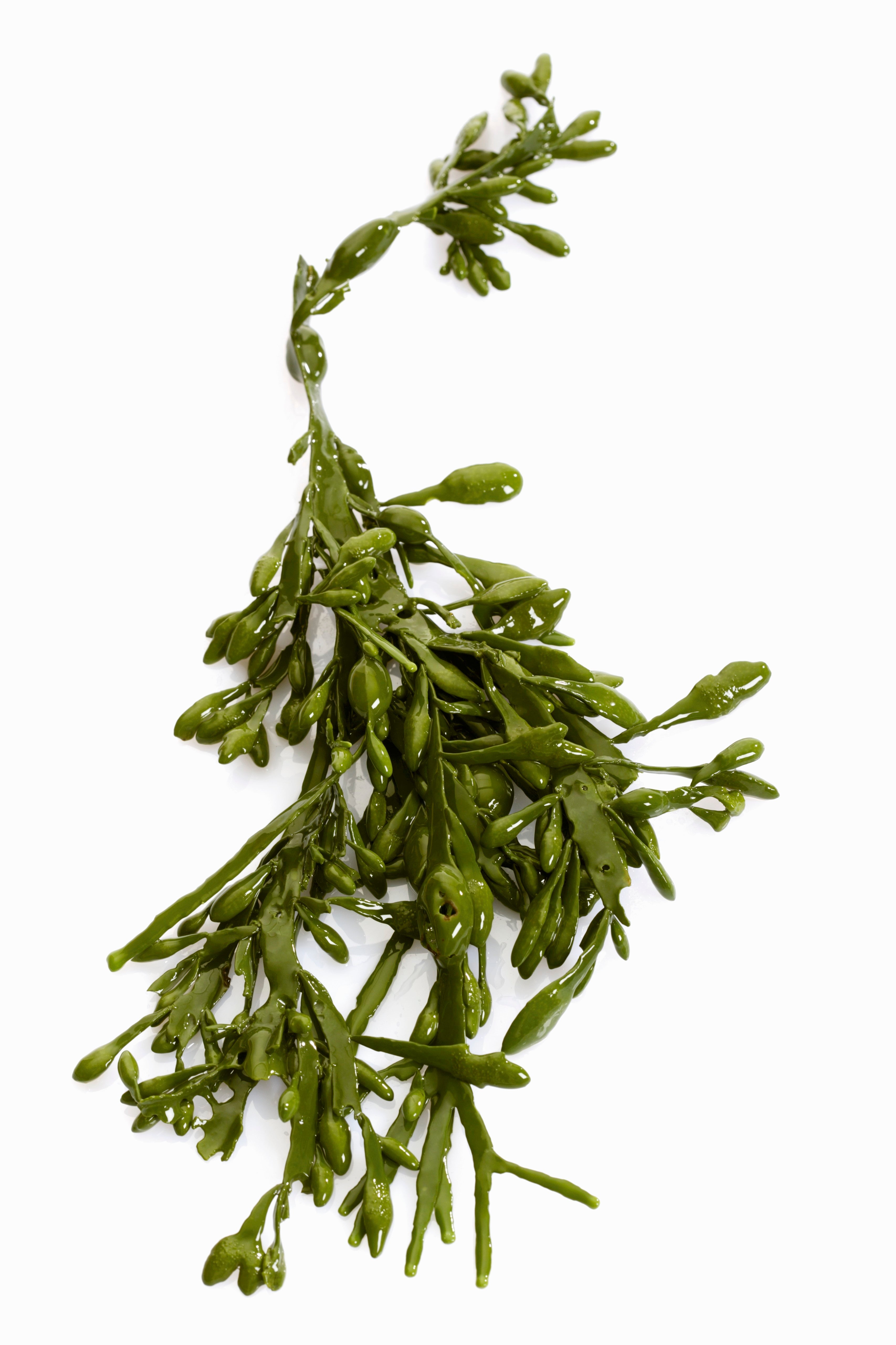 Darstellung des Seetangs