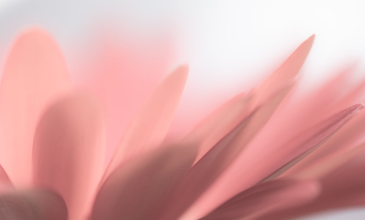 Gros plan de pétales roses