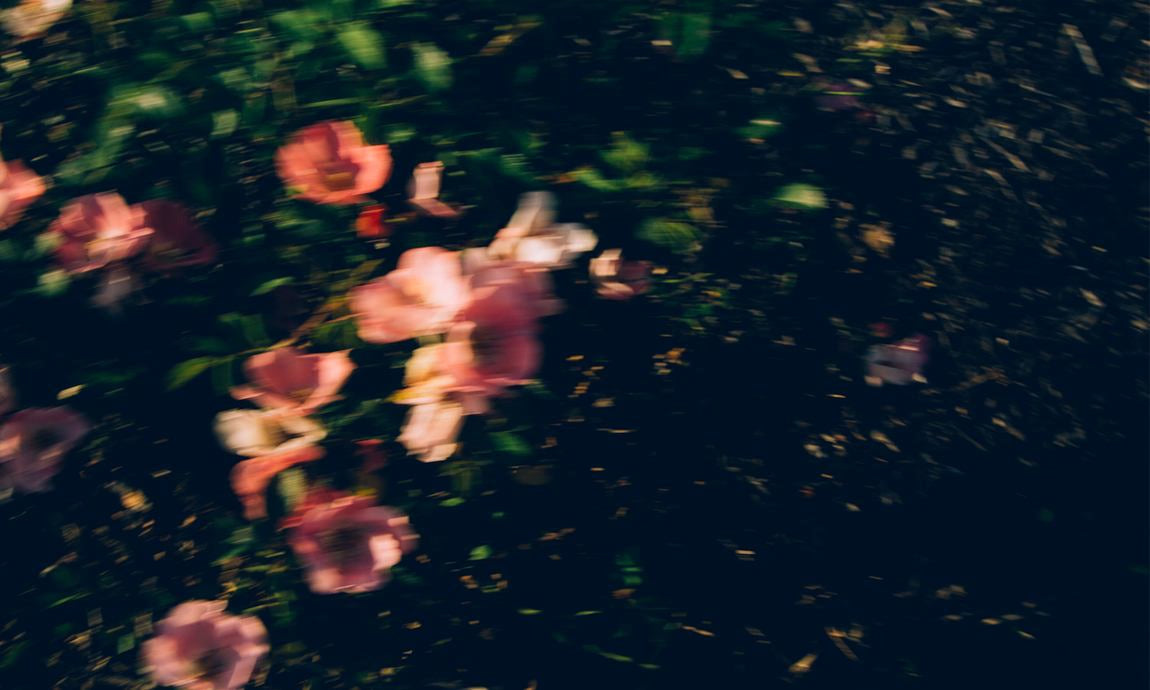 Prairie de fleurs sombres avec fleurs roses dans un flou artistique