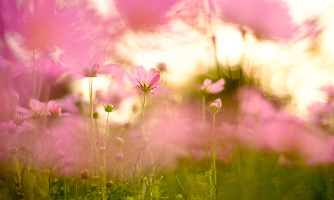 Prairie de fleurs roses à la douce lumière du soleil