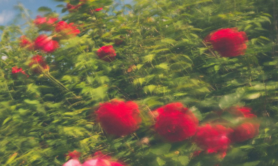 Roses rouges dans une verdure luxuriante avec mise au point douce