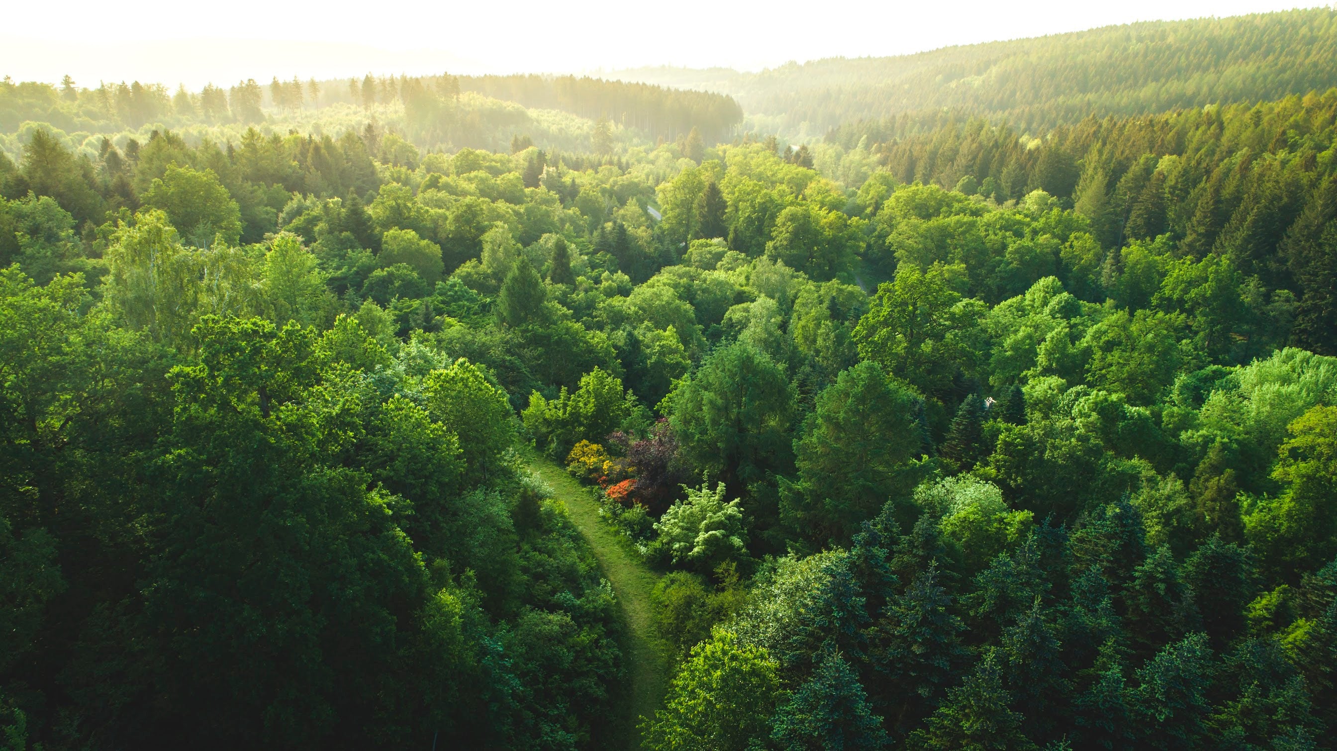 Ripresa panoramica di una foresta dall'alto alla luce del giorno