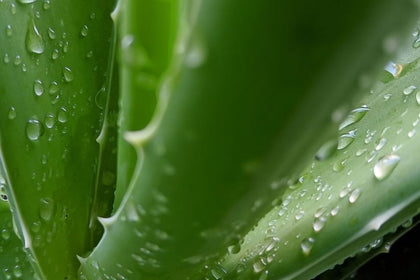 Bio-Aloe Vera