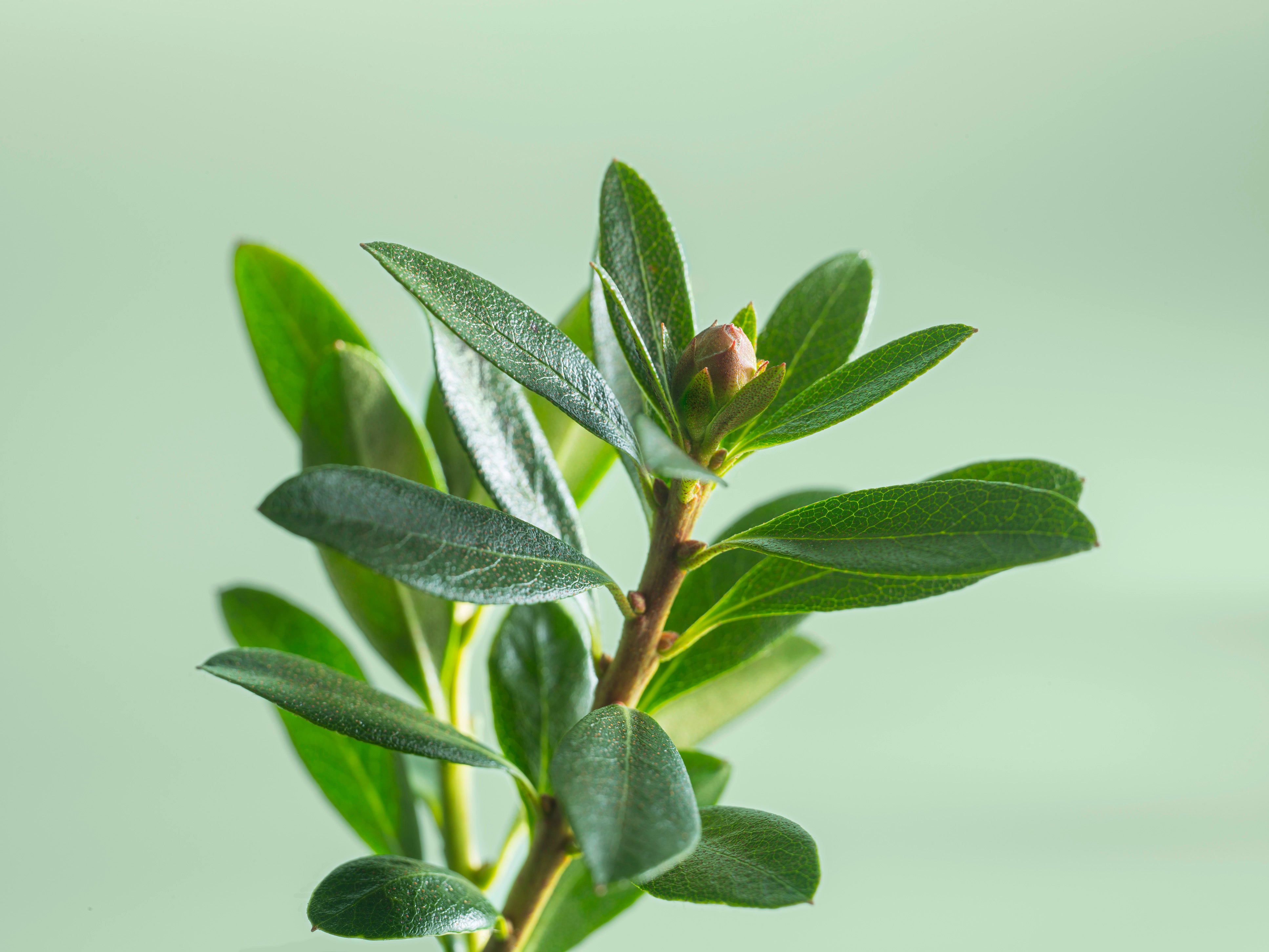 Pianta di Acnilys su sfondo verde chiaro