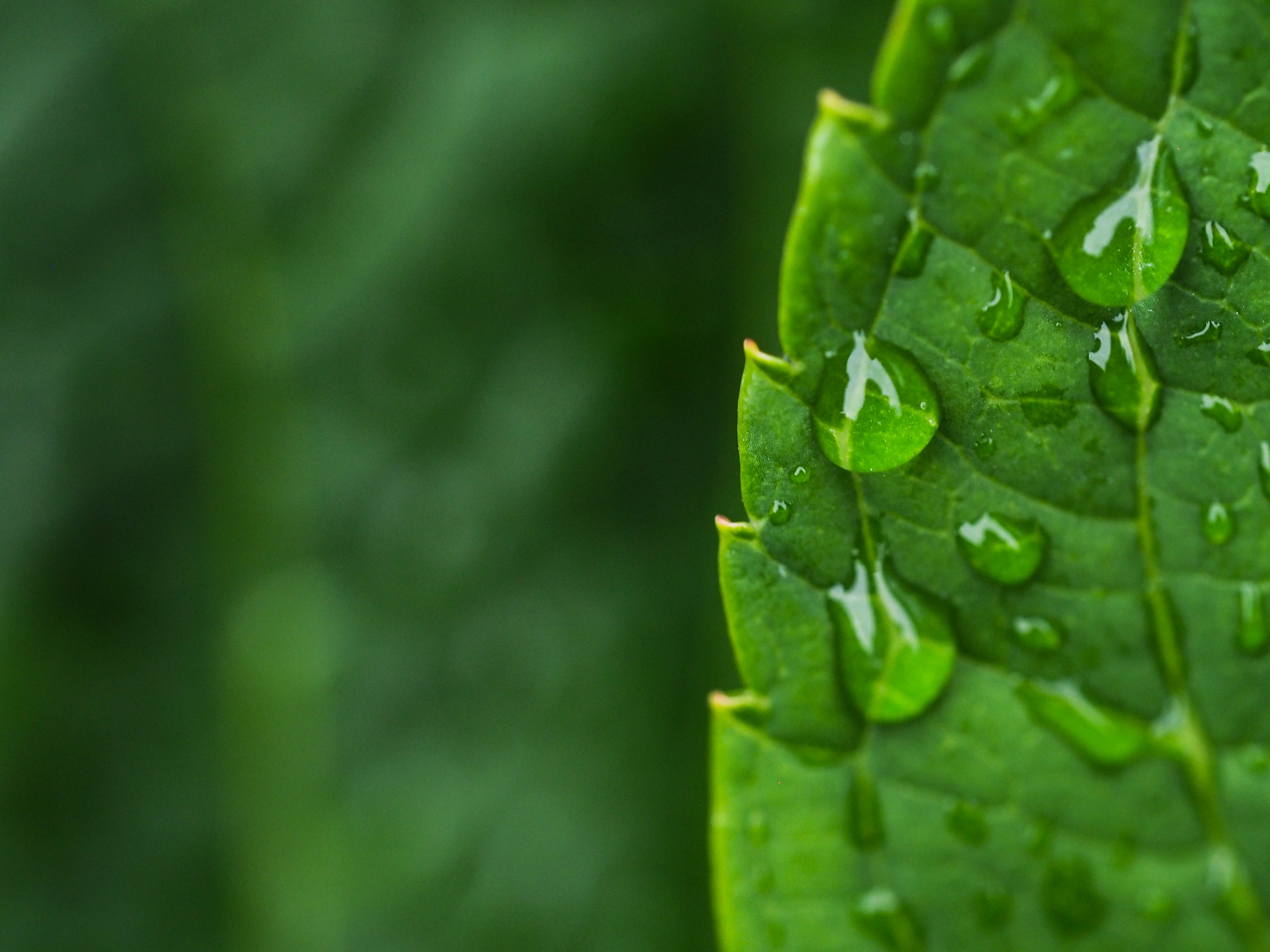 Blatt Nahaufnahme mit Wassertropfen
