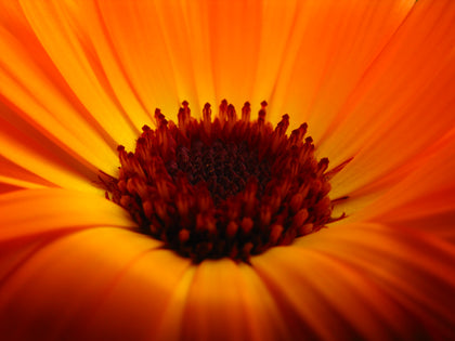 Bio-Calendula