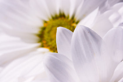 Margherita biologica