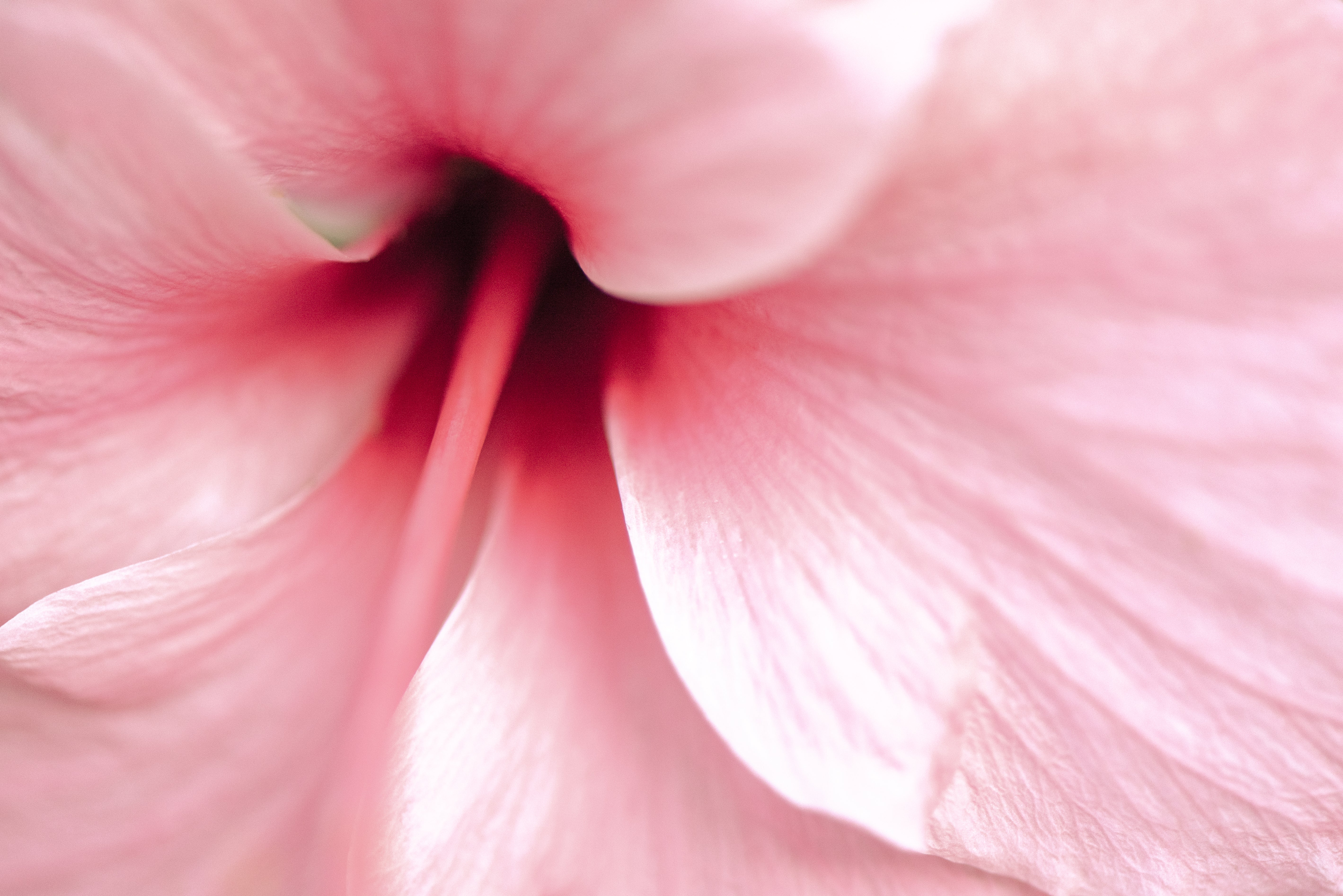 Primo piano di un fiore di ibisco