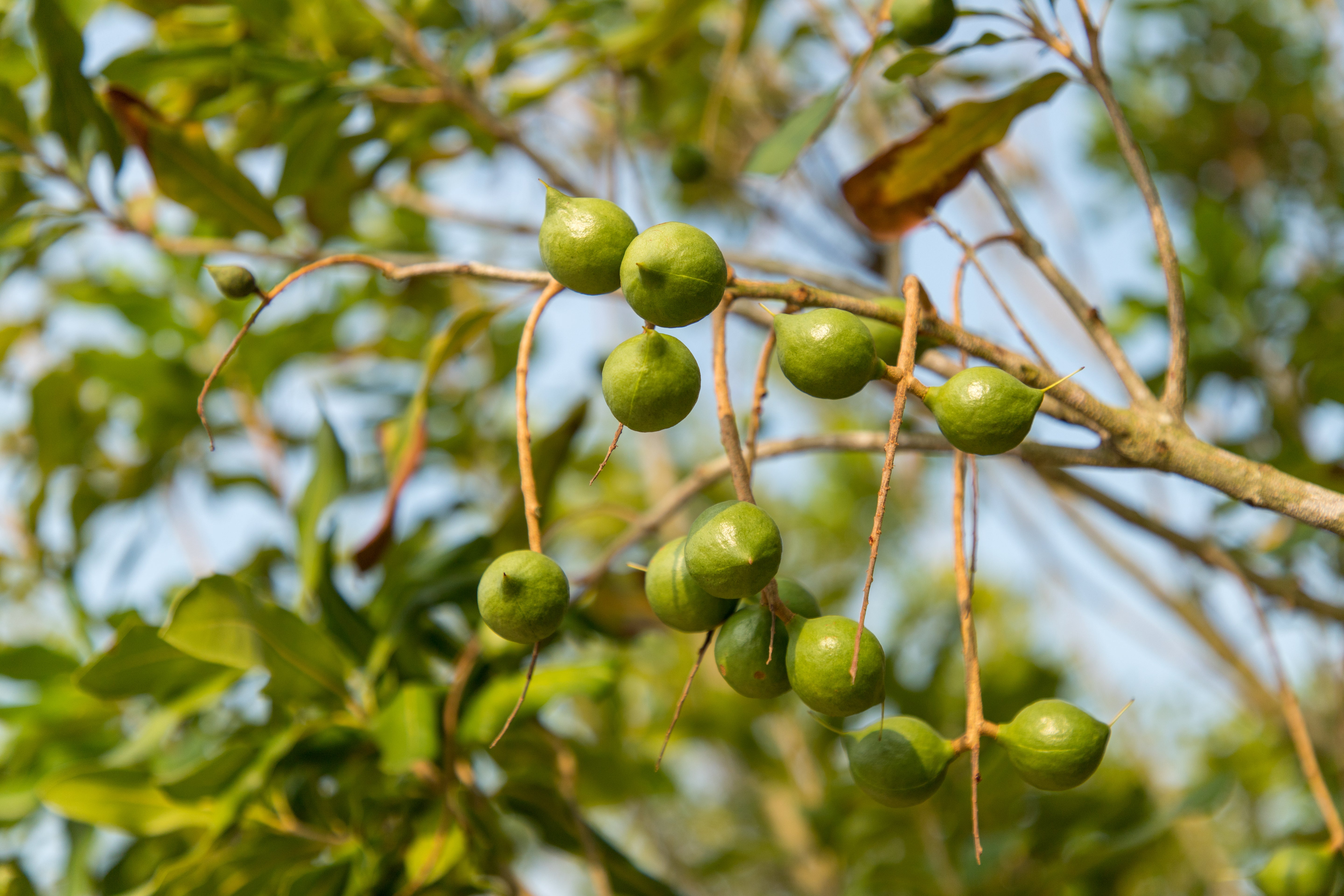 Macadamiafrüchte am Baum