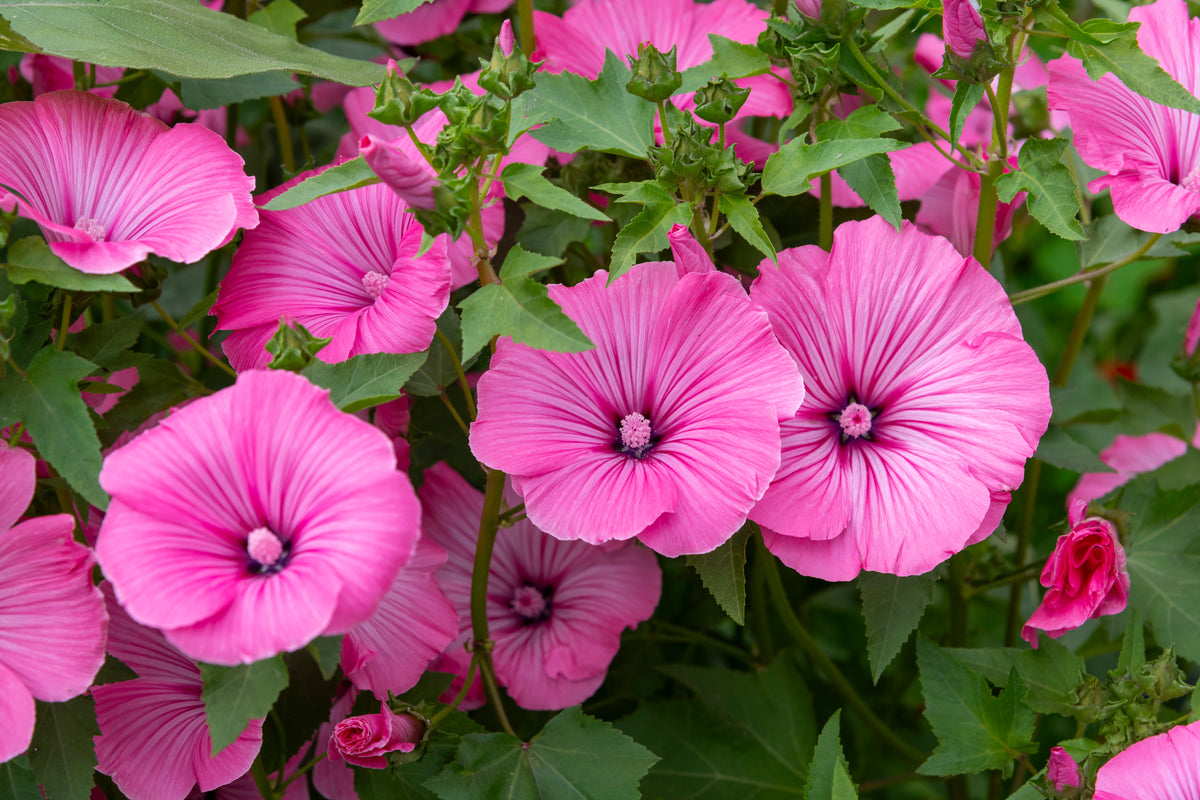 mehrere Malvenblüten