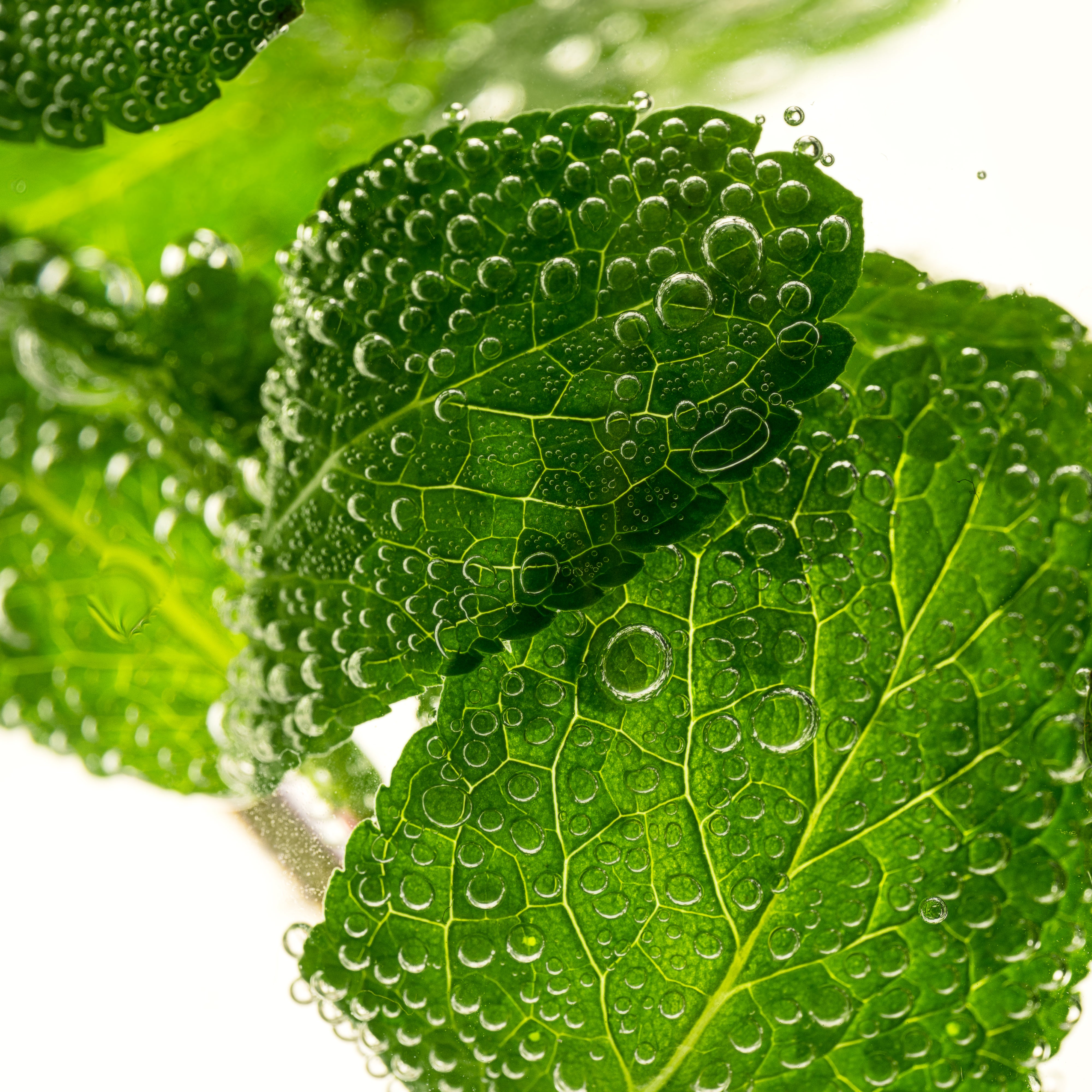 foglie fresche di menta in acqua