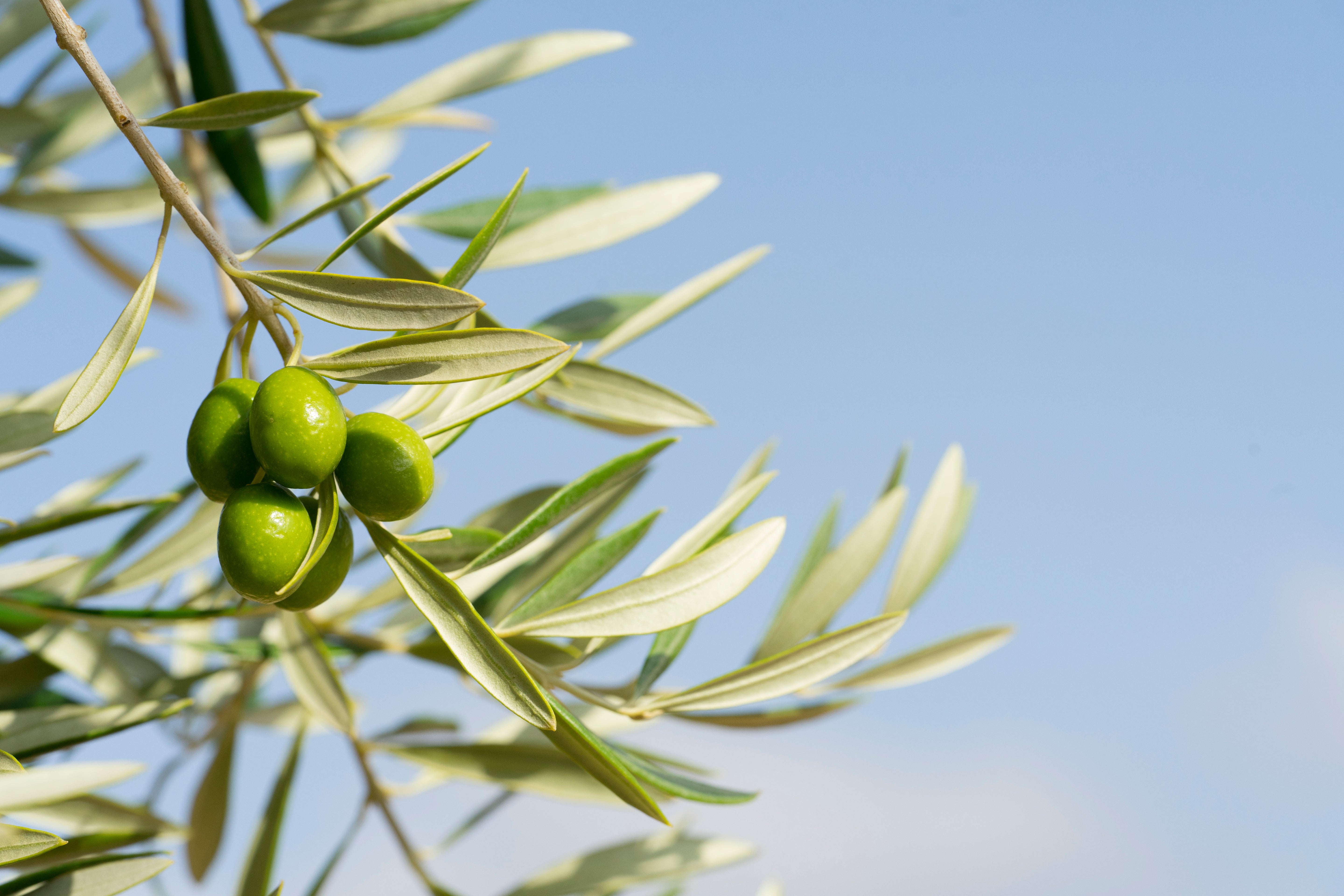 Oliven am Baum