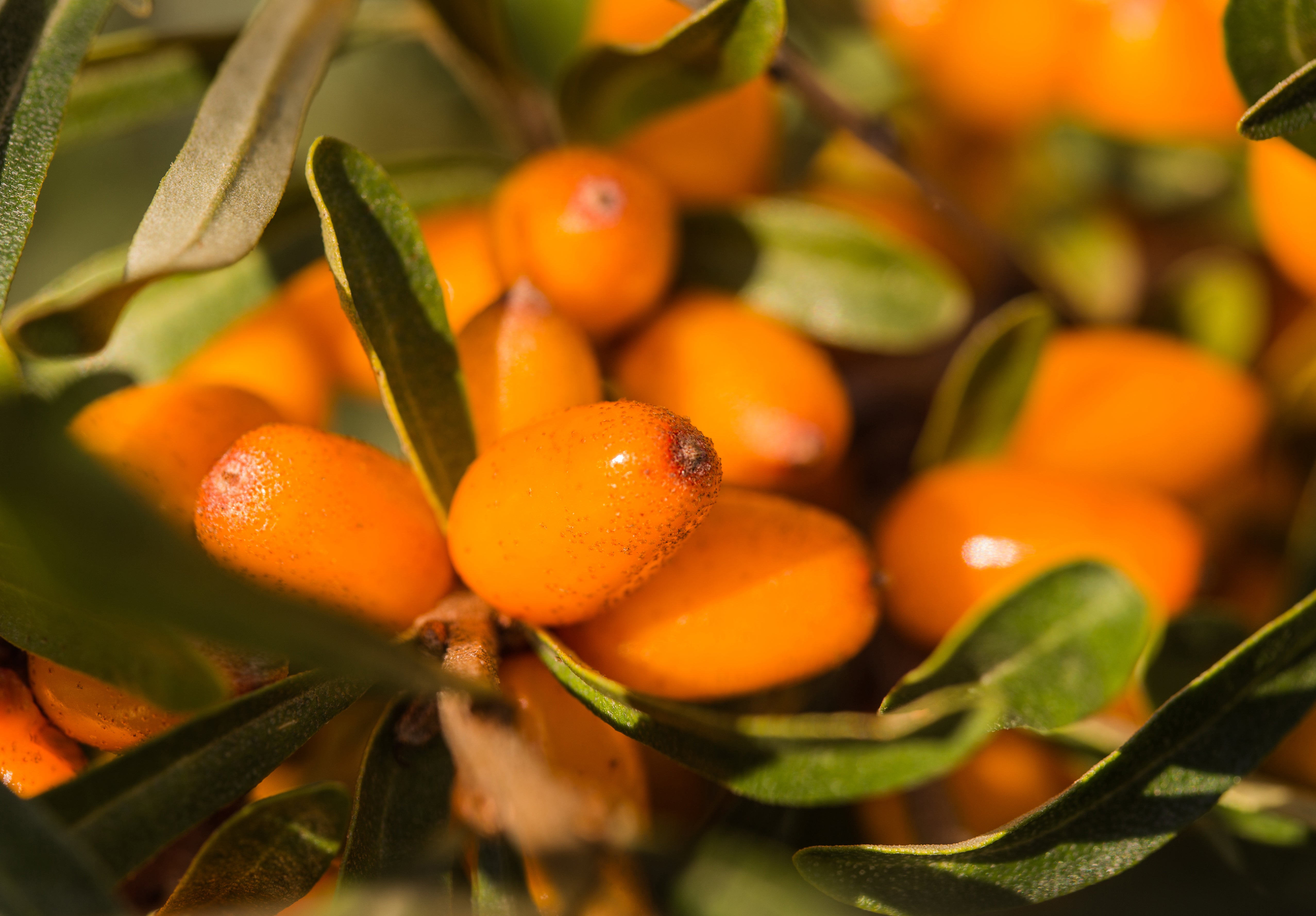 frische Sanddornfrüchte am Baum