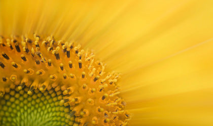 Huile de tournesol bio