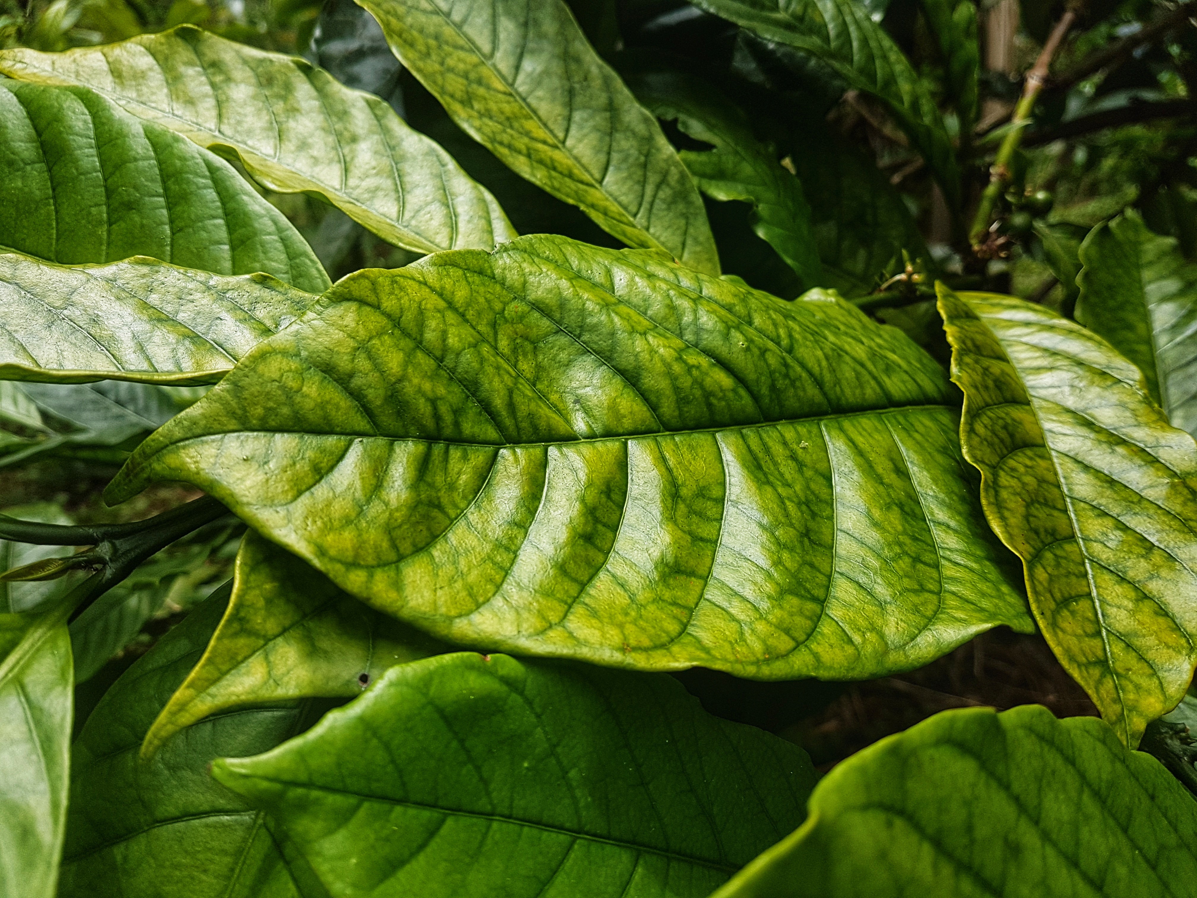 Blätter einer Kaffeepflanze