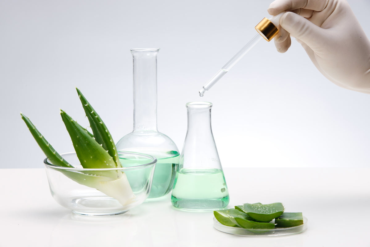 Schalen mit Aloe Vera stehen neben Bechergläsern mit Flüssigkeit über ie eine Pipette mit Flüssigkeit gehalten wird