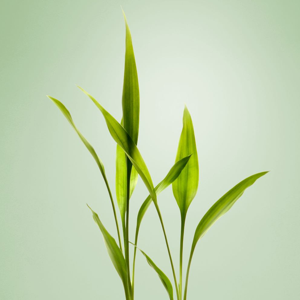 Foglie di bambù su sfondo verde chiaro