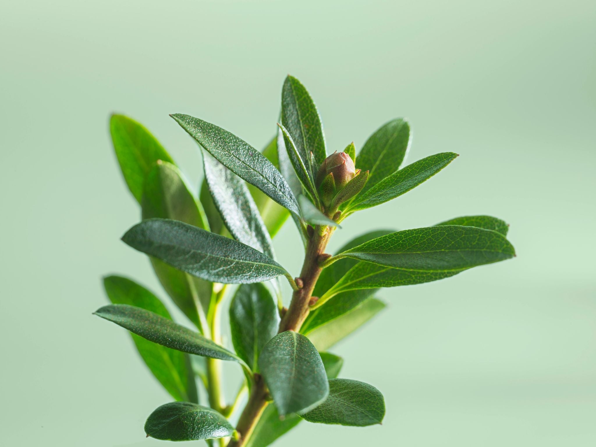 Acnylis - ingrediente Pure Beauty