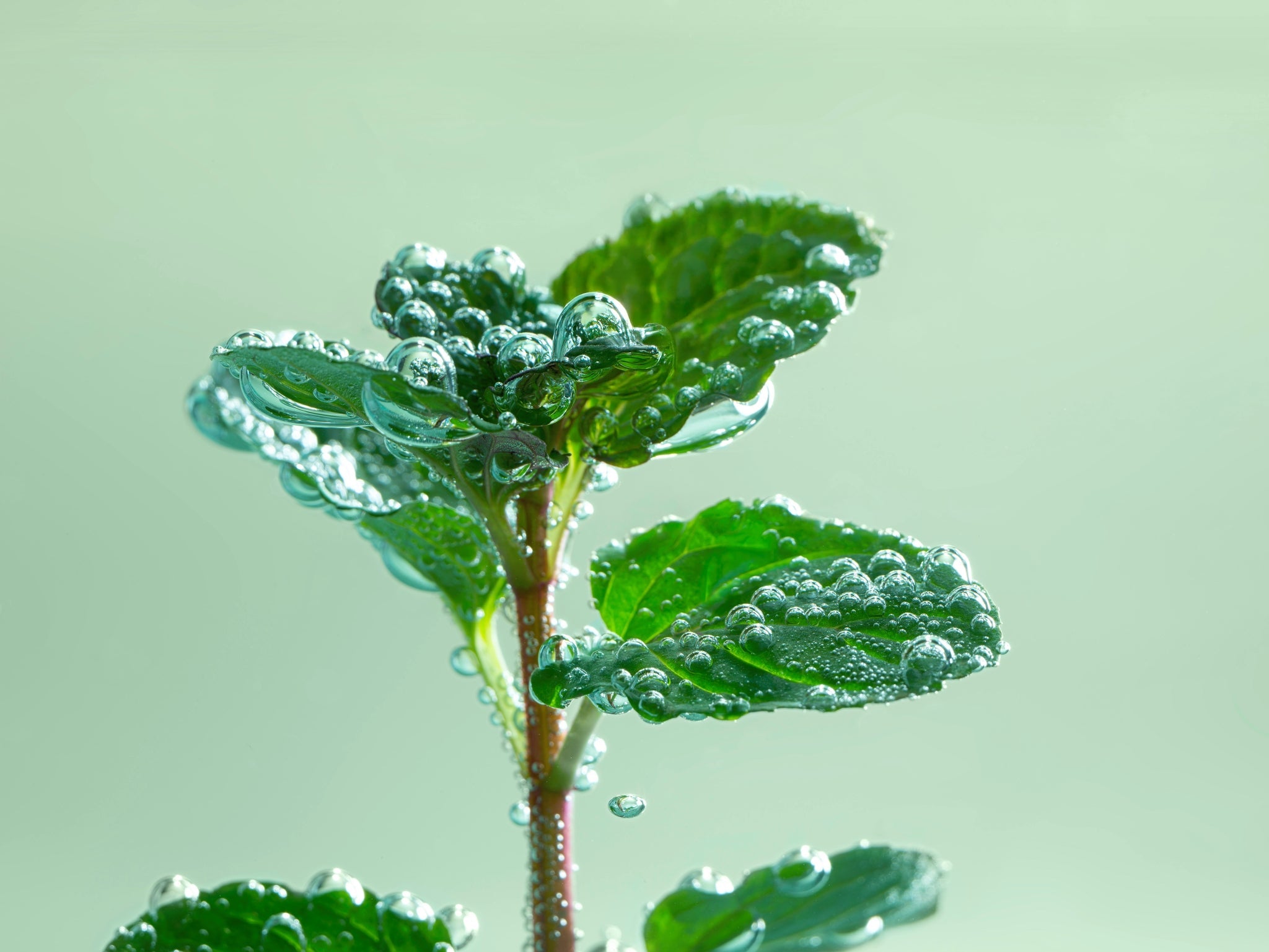 Menta bio - ingrediente di Pure Beauty