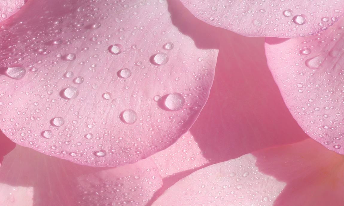 Pétales de rose roses avec fines gouttes d'eau