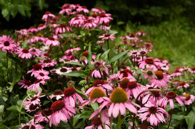 Blühende Echinacea-Sonnenhüte in Pink auf grüner Wiese, Nahaufnahme