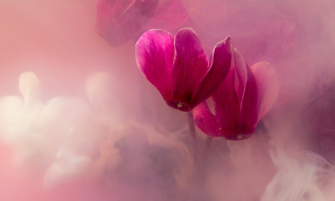 Fleurs violettes dans la brume avec ambiance lumineuse douce