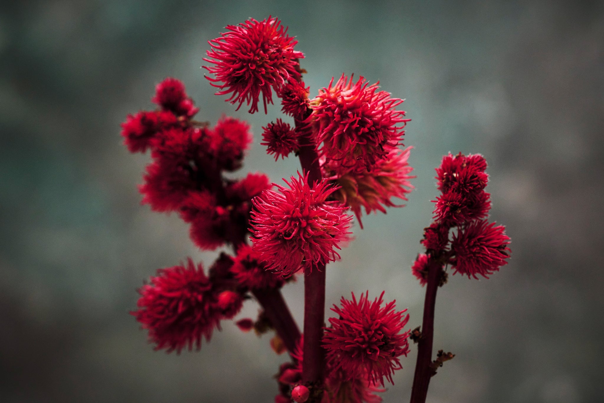 Leuchtend rote Blütenstände der Rizinuspflanze