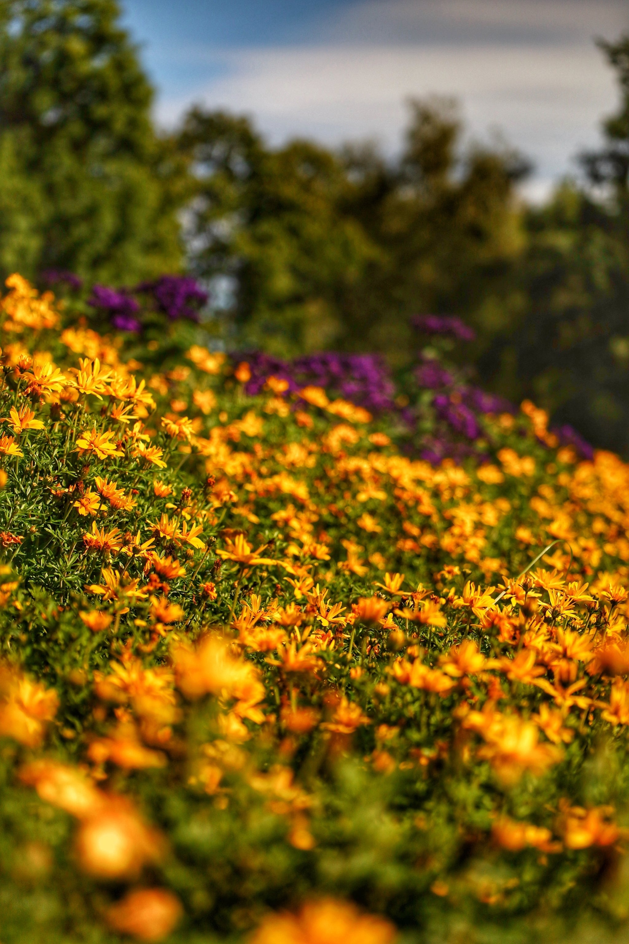 Blühende Calendula-Blumen auf einer sommerlichen Wiese mit violetten Blüten im Hintergrund.