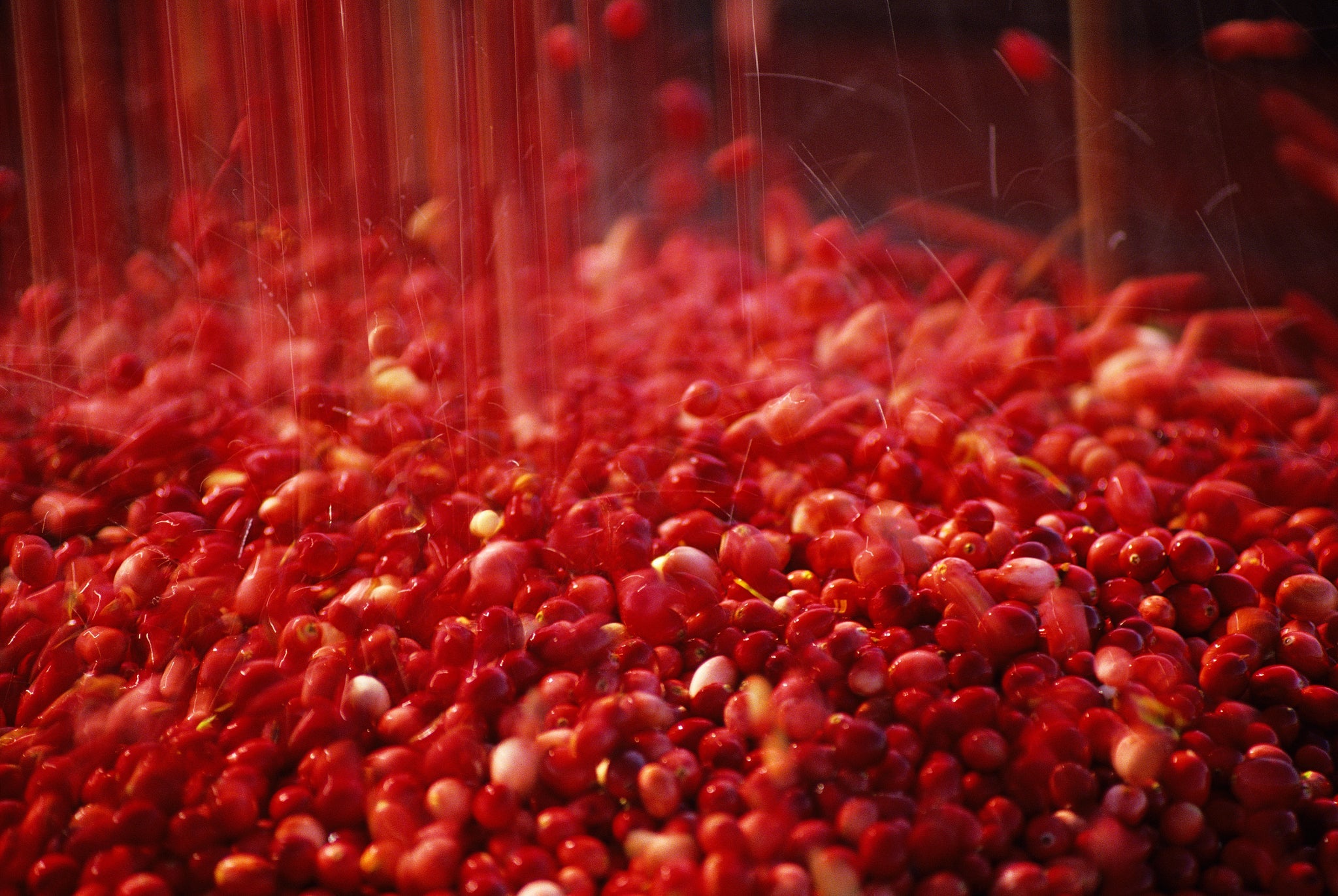 Darstellung Bio-Cranberries-Ernte