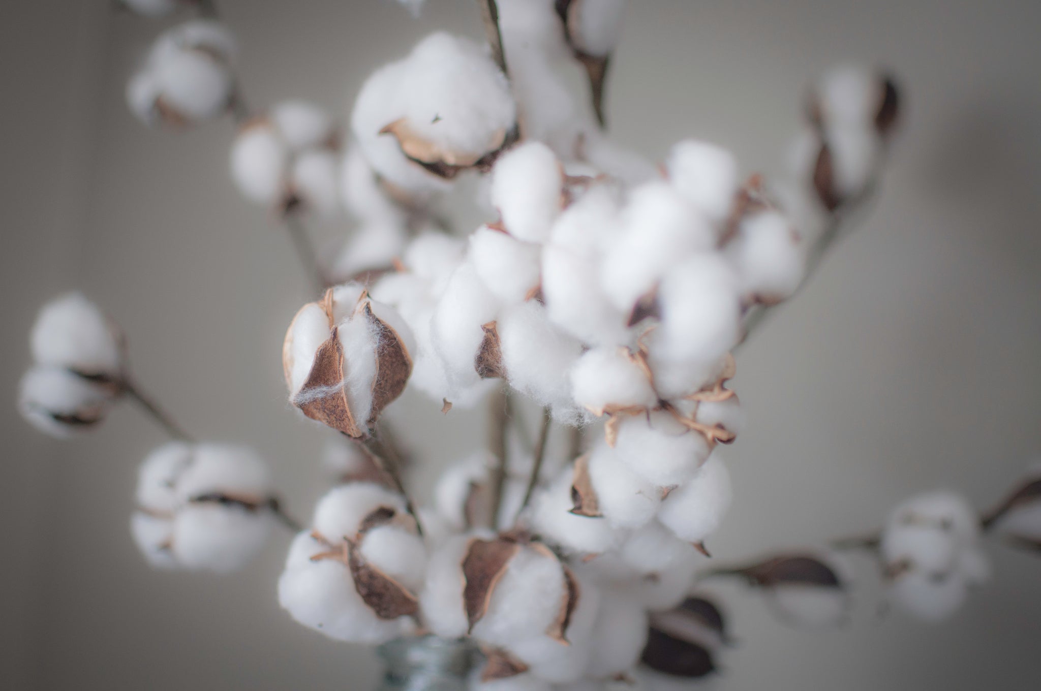 Getrocknete Baumwollzweige mit weißen Fasern auf neutralem Hintergrund.