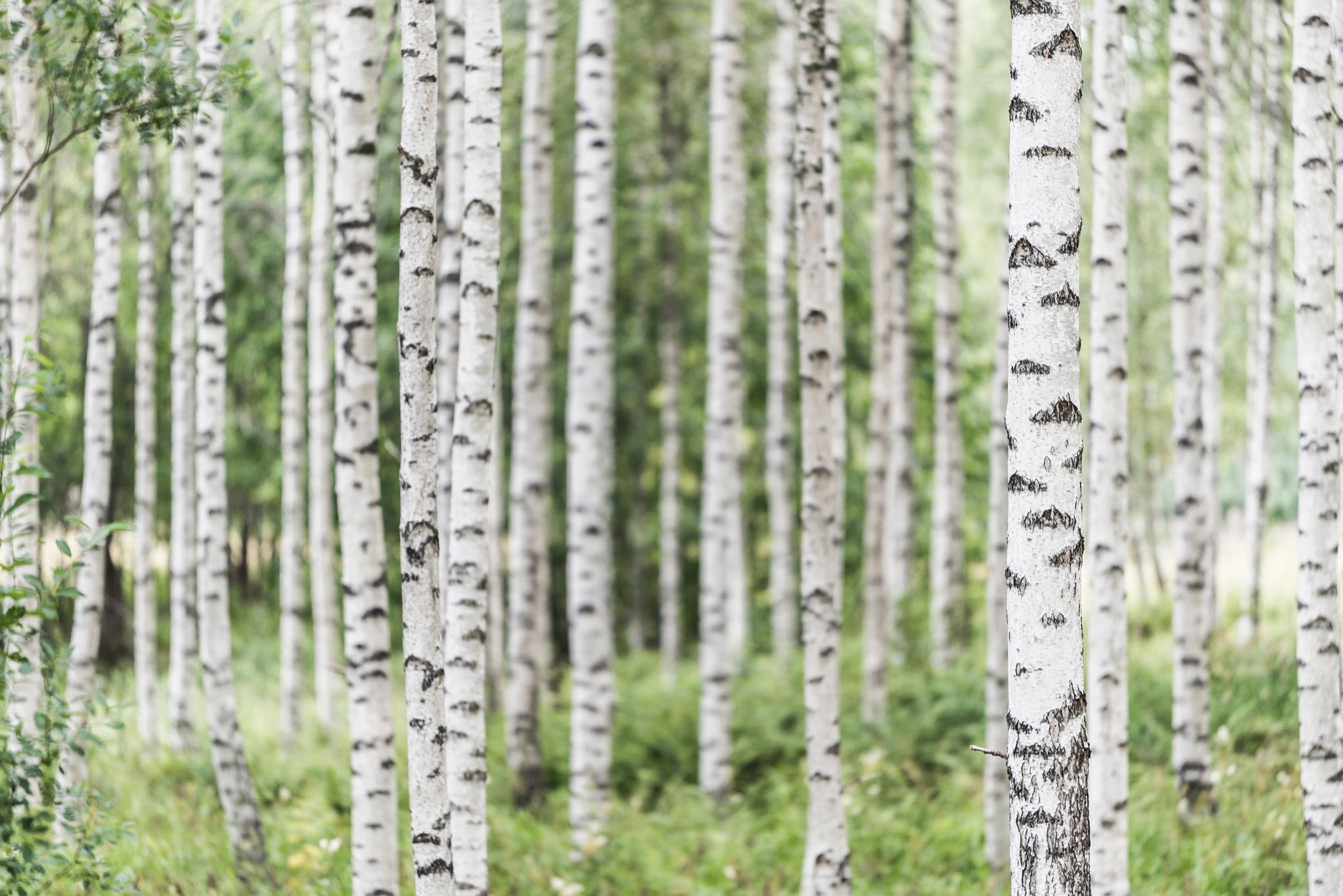 Heller Birkenwald mit vielen weißen Stämmen und grüner Vegetation.