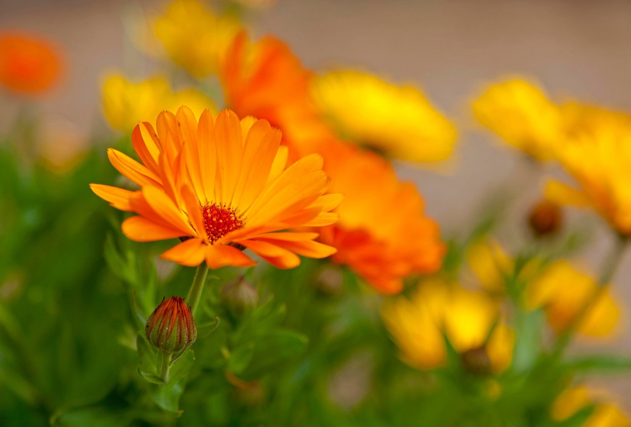 Orangefarbene Calendula-Blüte im Garten, umgeben von weiteren Blüten und Knospen.