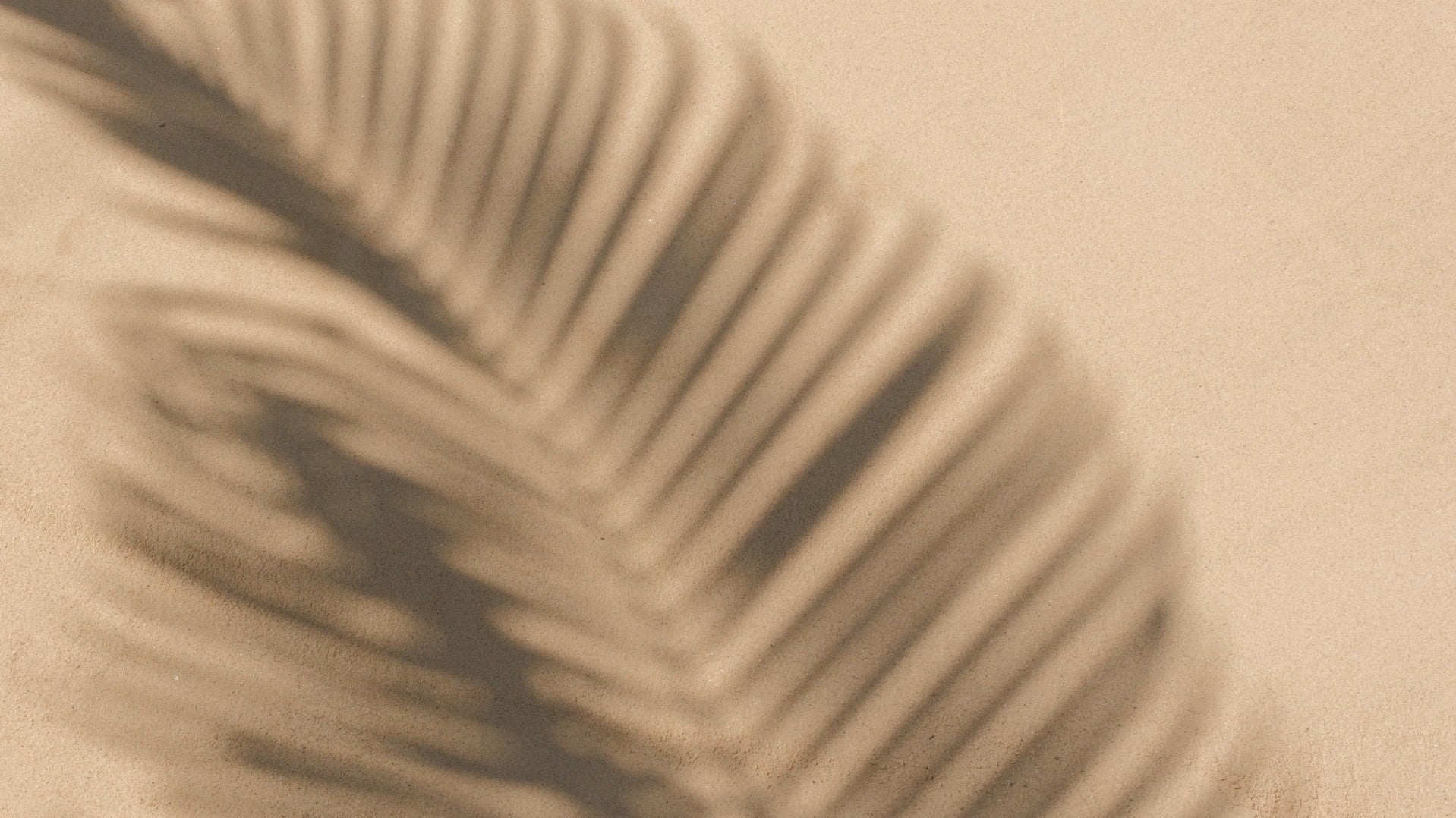 Weicher Schatten eines Palmblattes auf hellem Sandhintergrund.