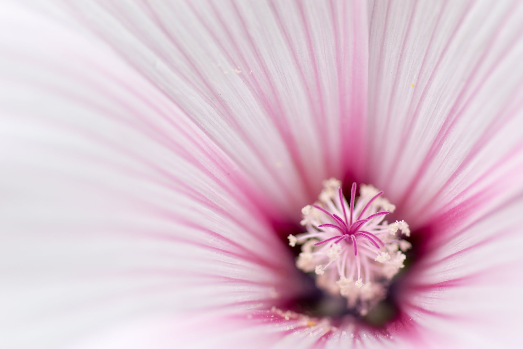 Makroaufnahme der Blütenmitte einer Malve mit filigranen Staubblättern