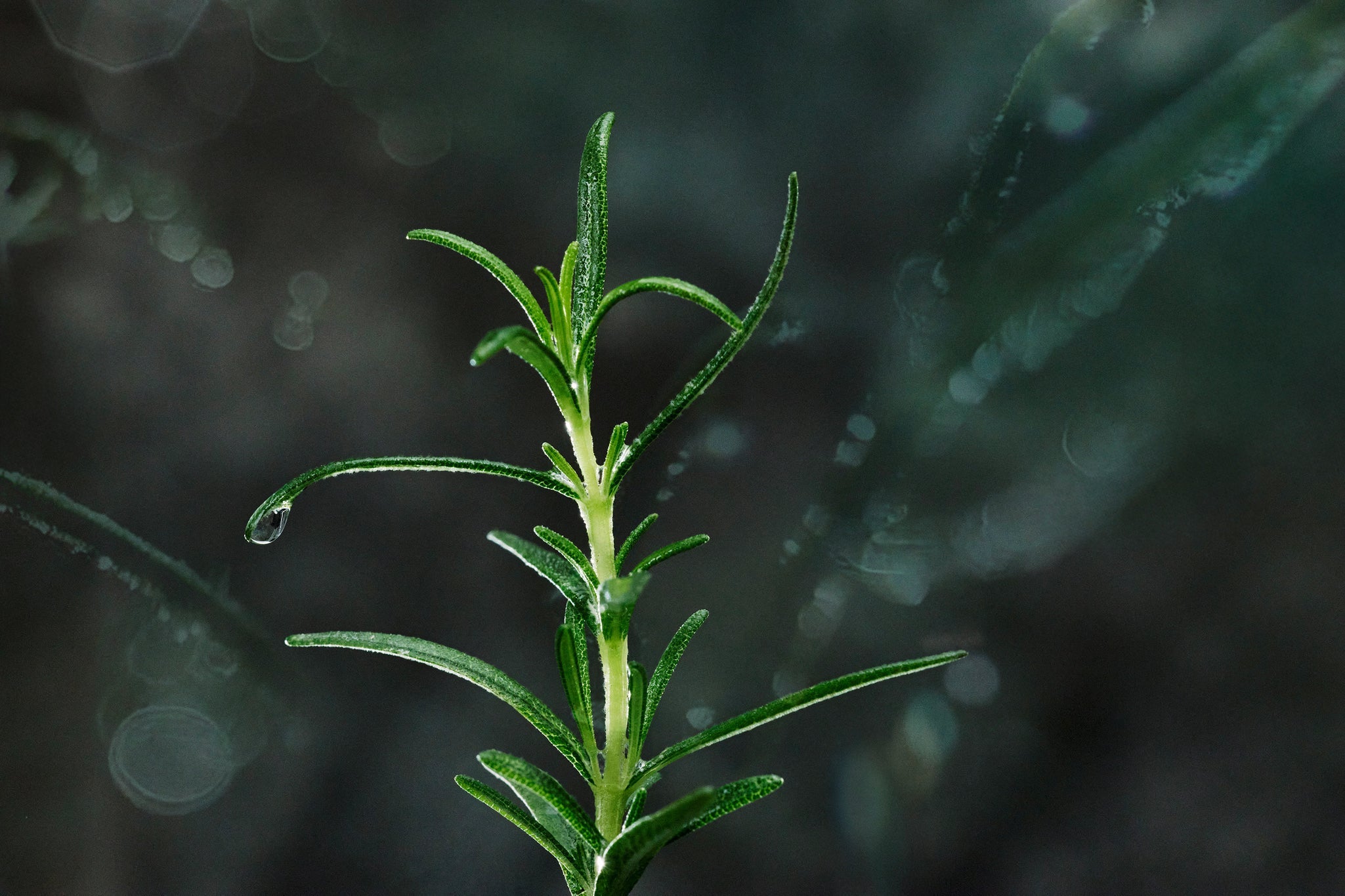 Nahaufnahme eines frischen Rosmarinzweigs mit Tautropfen auf einem Blatt, vor unscharfem Hintergrund.