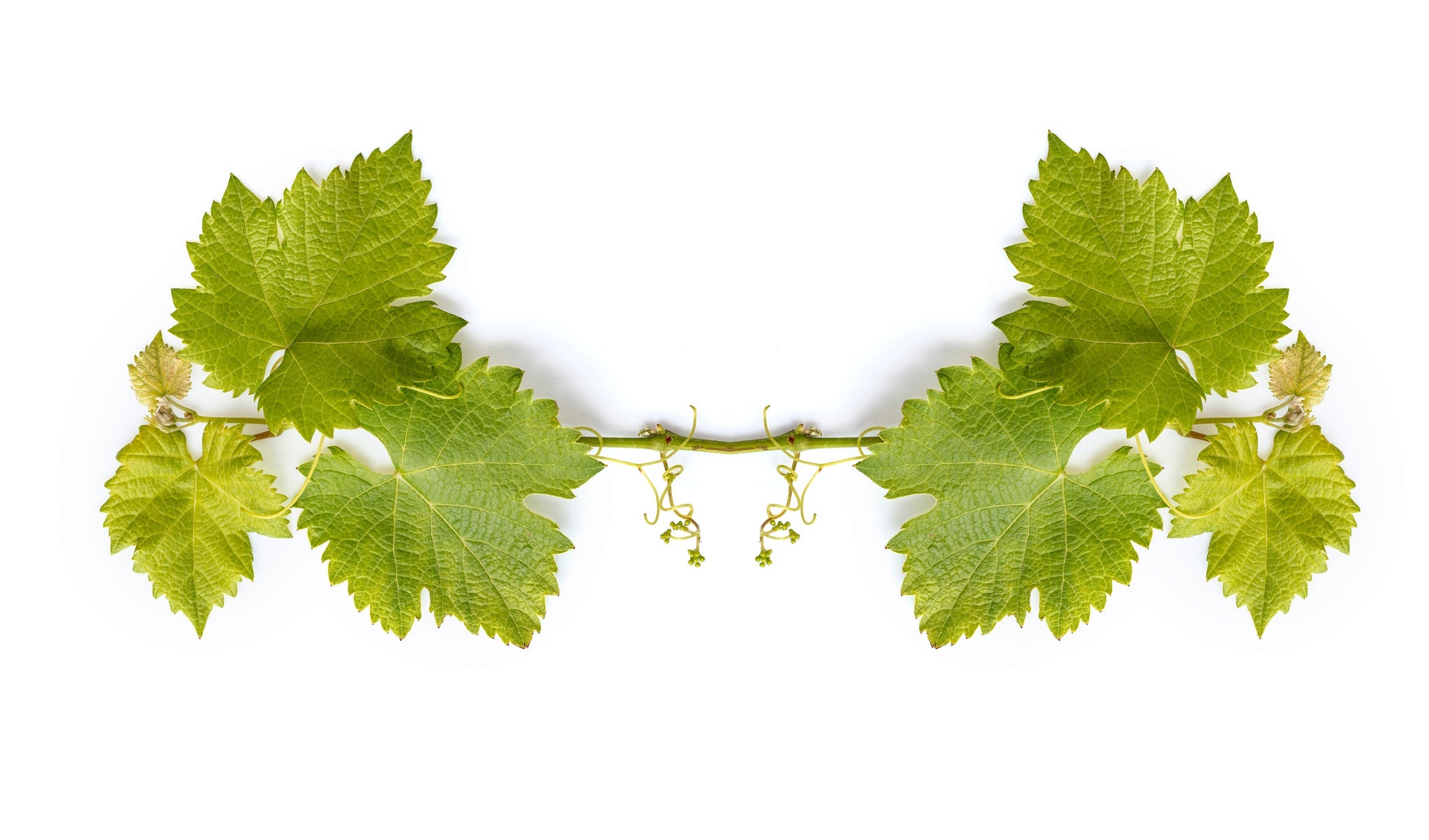 Frische grüne Weinblätter mit Ranken, freigestellt auf weißem Hintergrund.