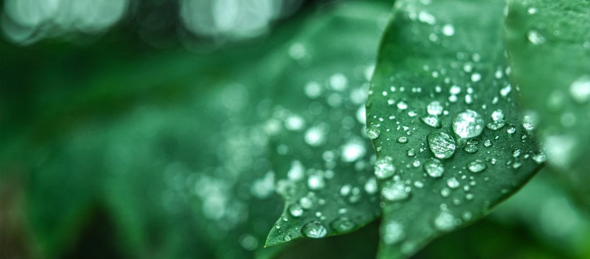 Macro: foglia verde con gocce d'acqua, sfondo naturale