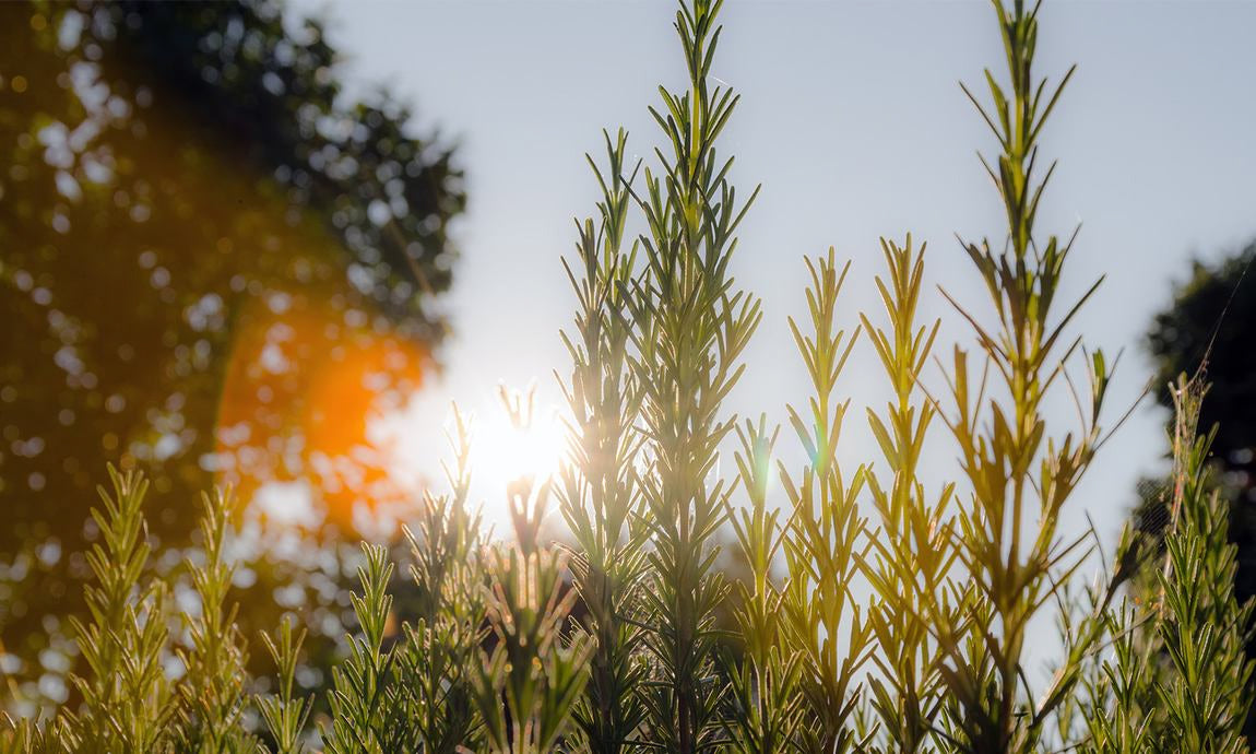 Branche de romarin à contre-jour du soleil